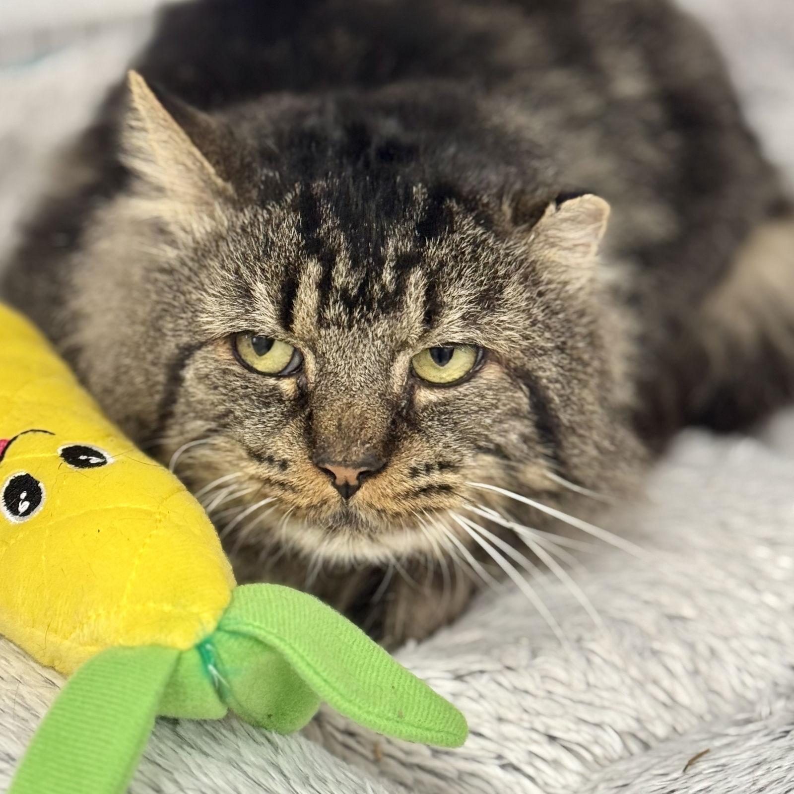 Enlarge Sweet William, a Adoptable Domestic Short Hair in Winchendon, MA image 2/3