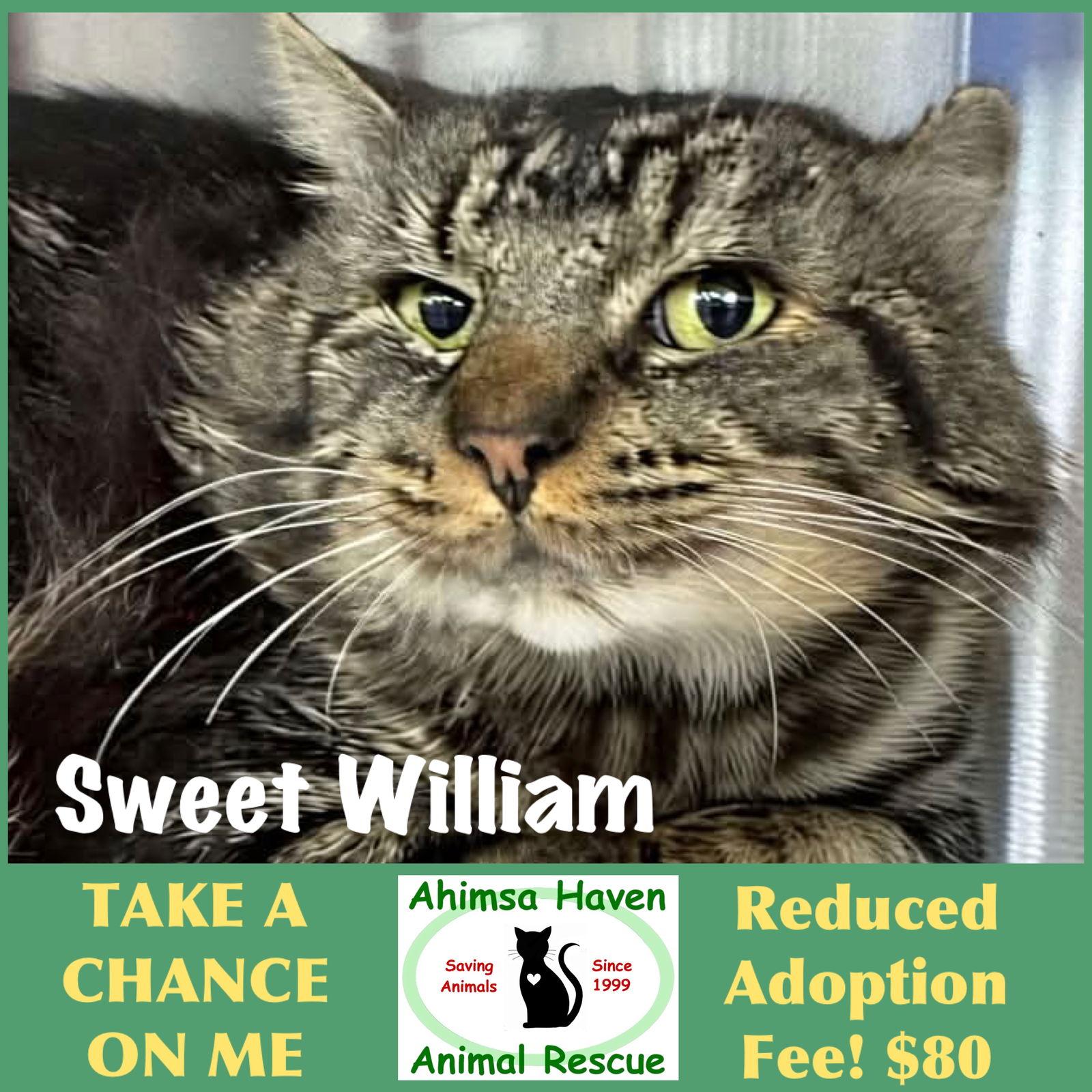 Enlarge Sweet William, a Adoptable Domestic Short Hair in Winchendon, MA image 3/3