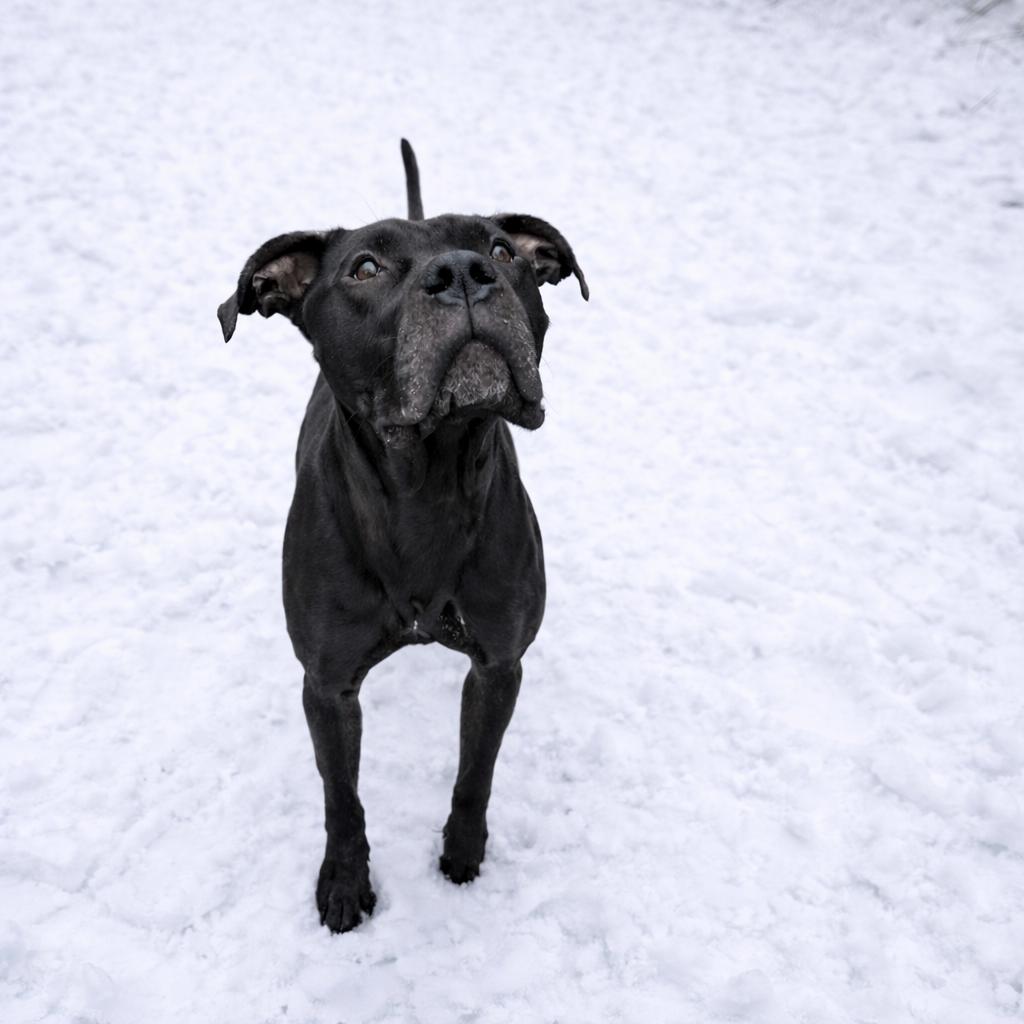 Herman Peabody, Adoptable, Adult Male Presa Canario & Pit Bull Terrier.