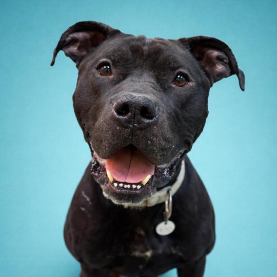 Enlarge Herman Peabody, a Adoptable mixed breed in York, PA image 1/1