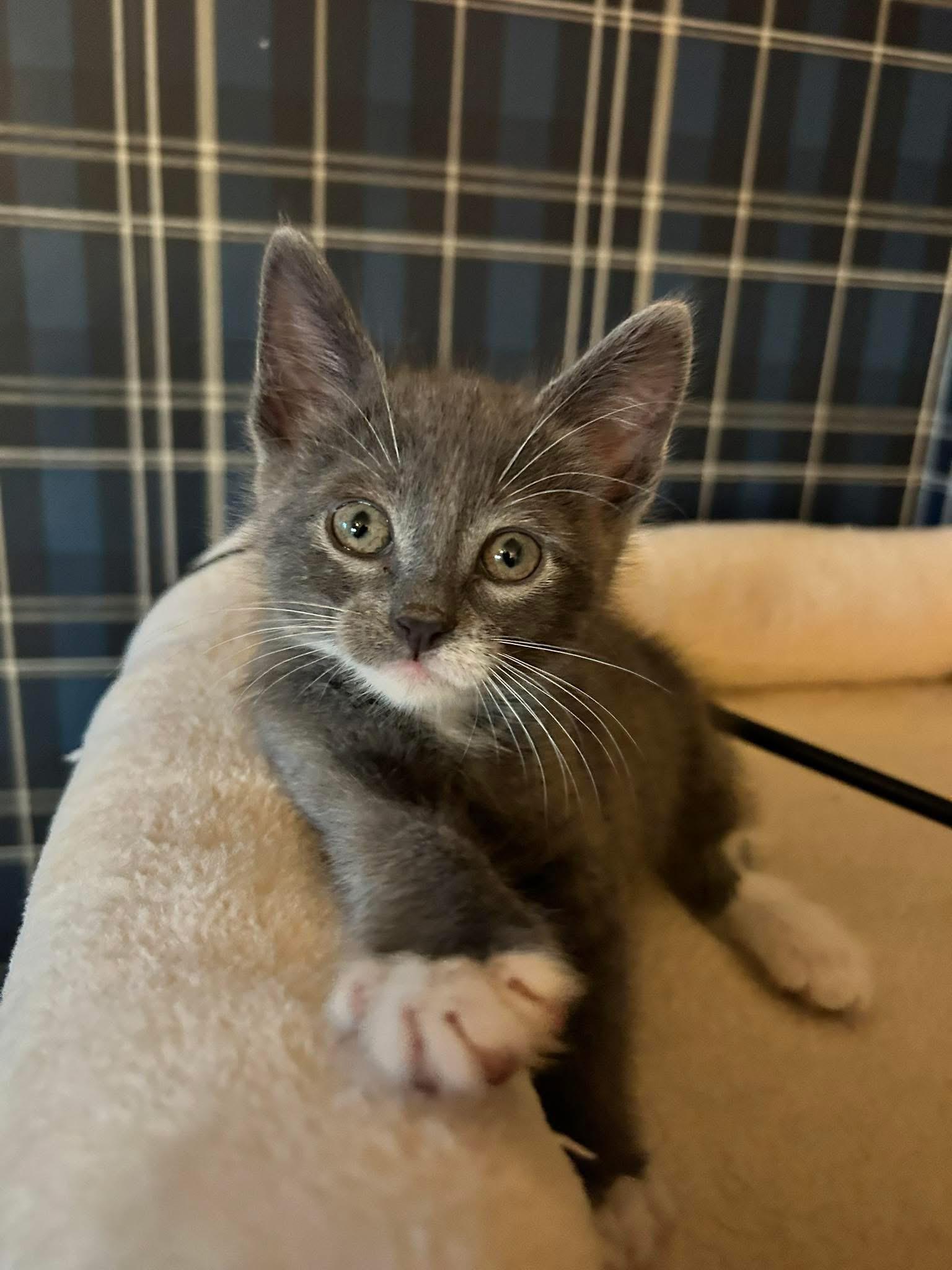 Enlarge Winston, a ADOPTABLE Domestic Short Hair in queen creek, AZ image 1/1