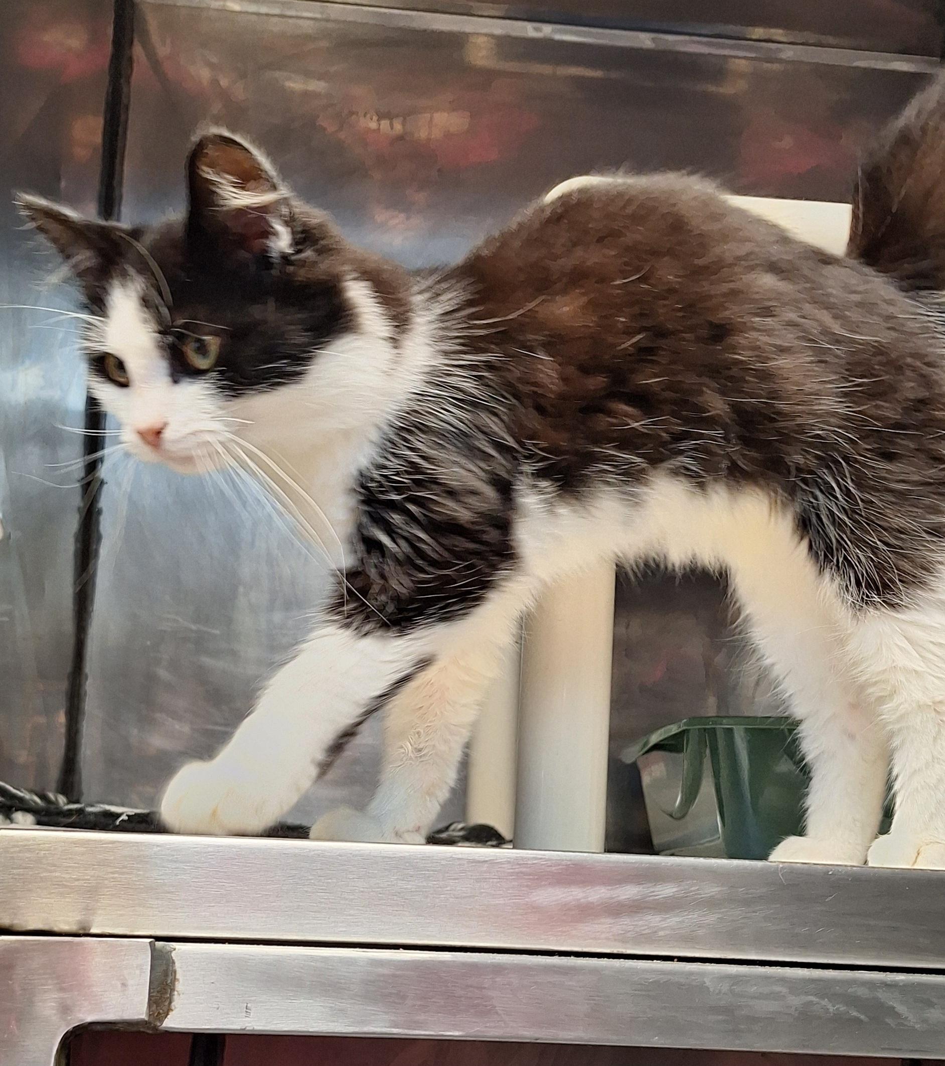 Enlarge Sharpie, a Adoptable Domestic Medium Hair in Clay City, KY image 4/5