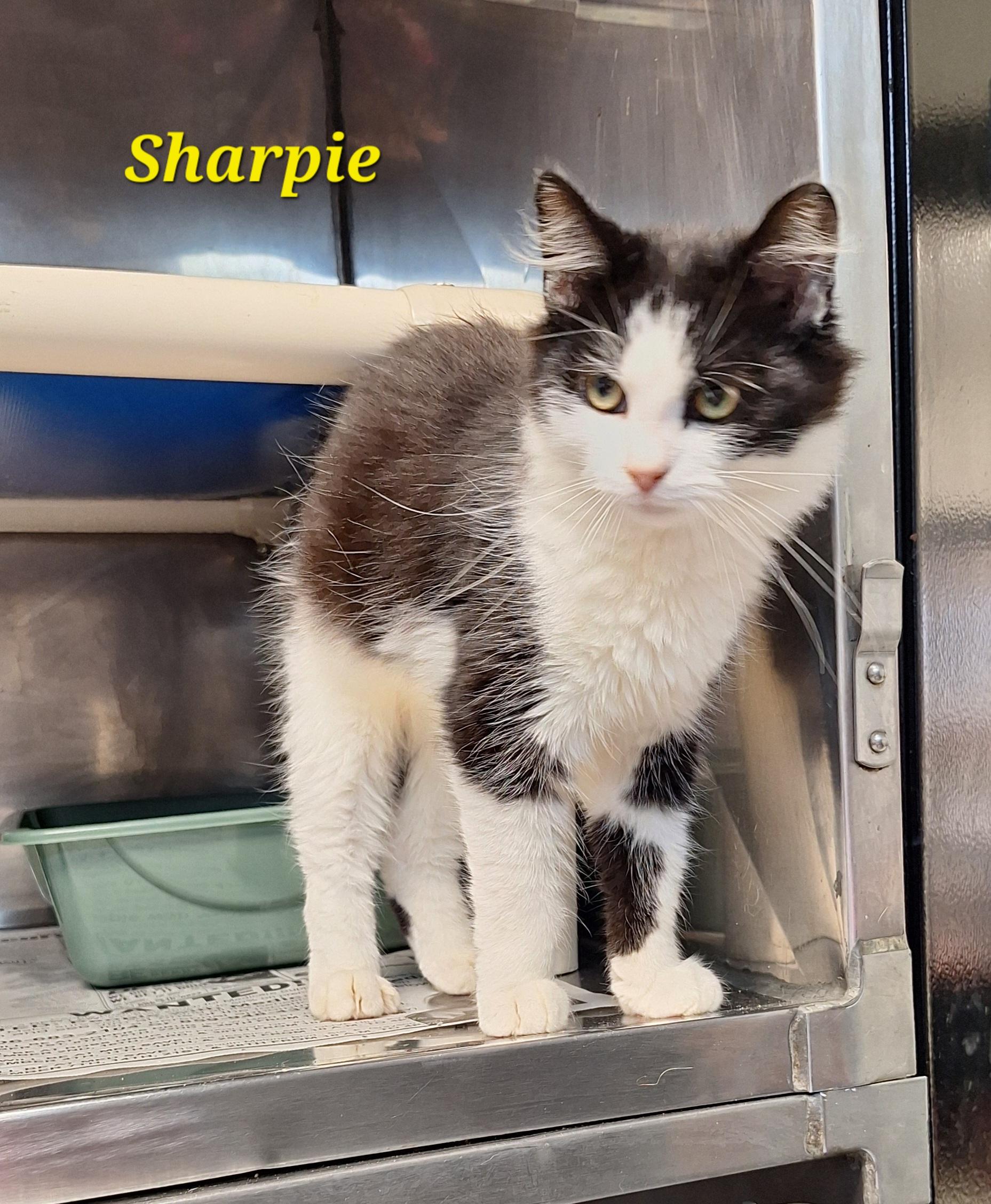Enlarge Sharpie, a Adoptable Domestic Medium Hair in Clay City, KY image 2/5