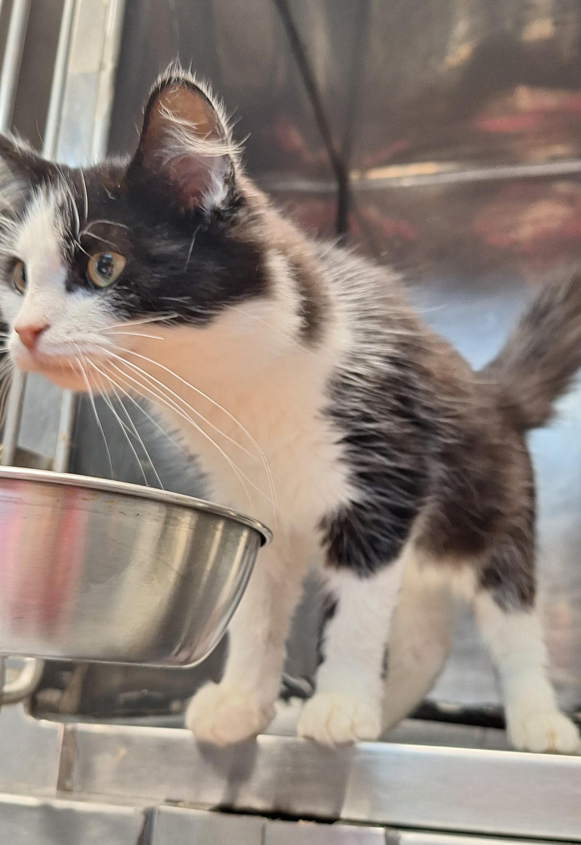 Enlarge Sharpie, a Adoptable Domestic Medium Hair in Clay City, KY image 5/5