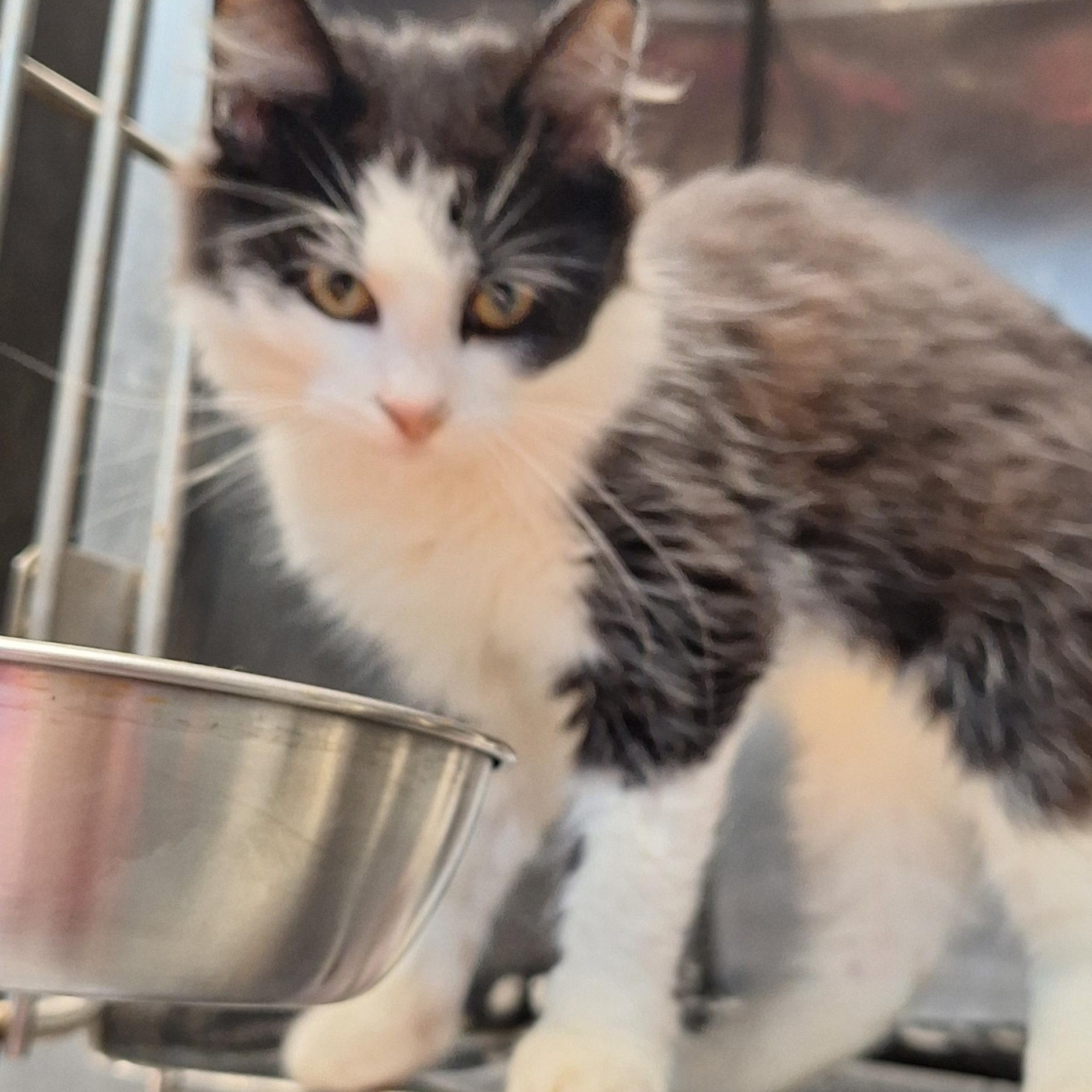 Enlarge Sharpie, a Adoptable Domestic Medium Hair in Clay City, KY image 3/5