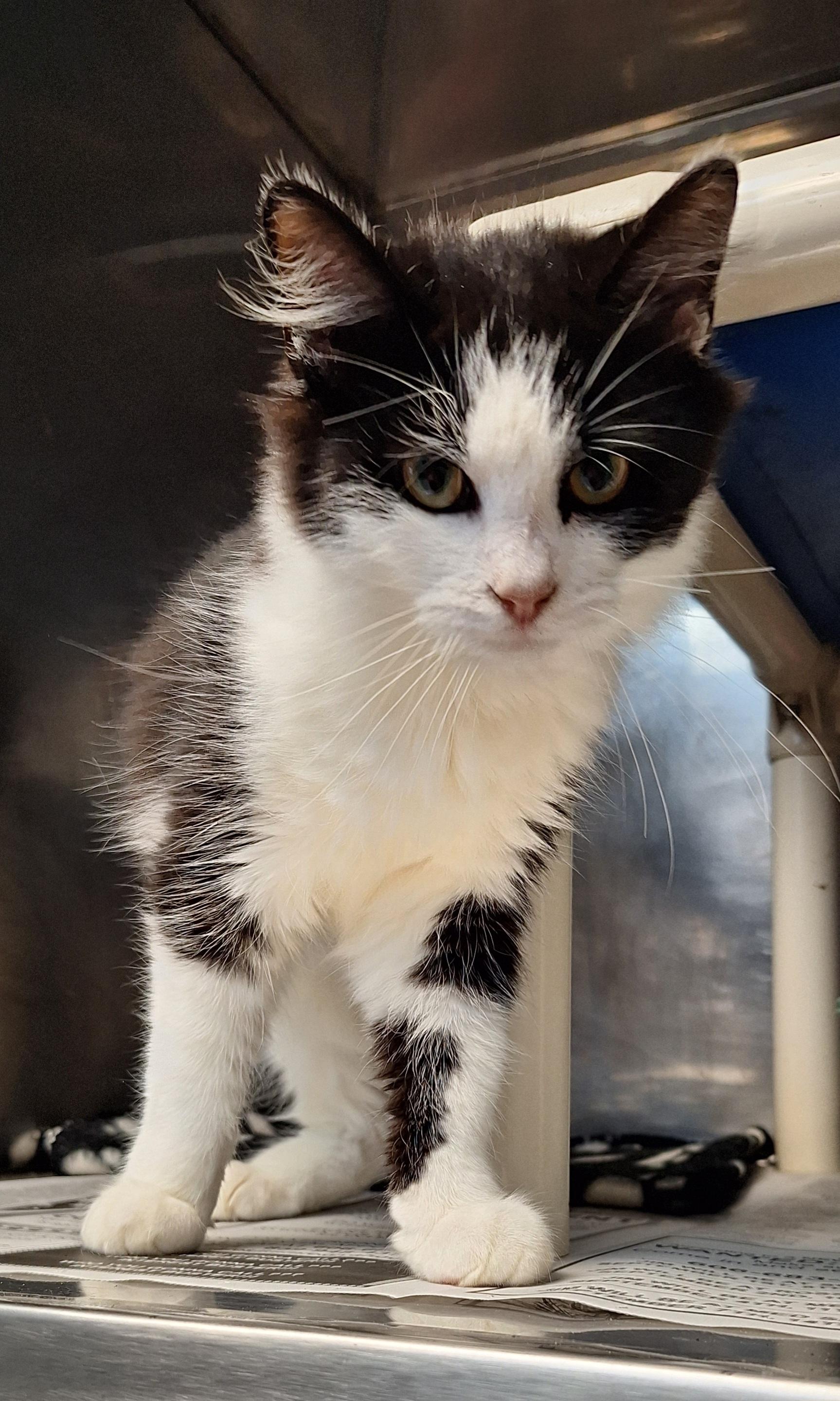 Enlarge Sharpie, a Adoptable Domestic Medium Hair in Clay City, KY image 1/5