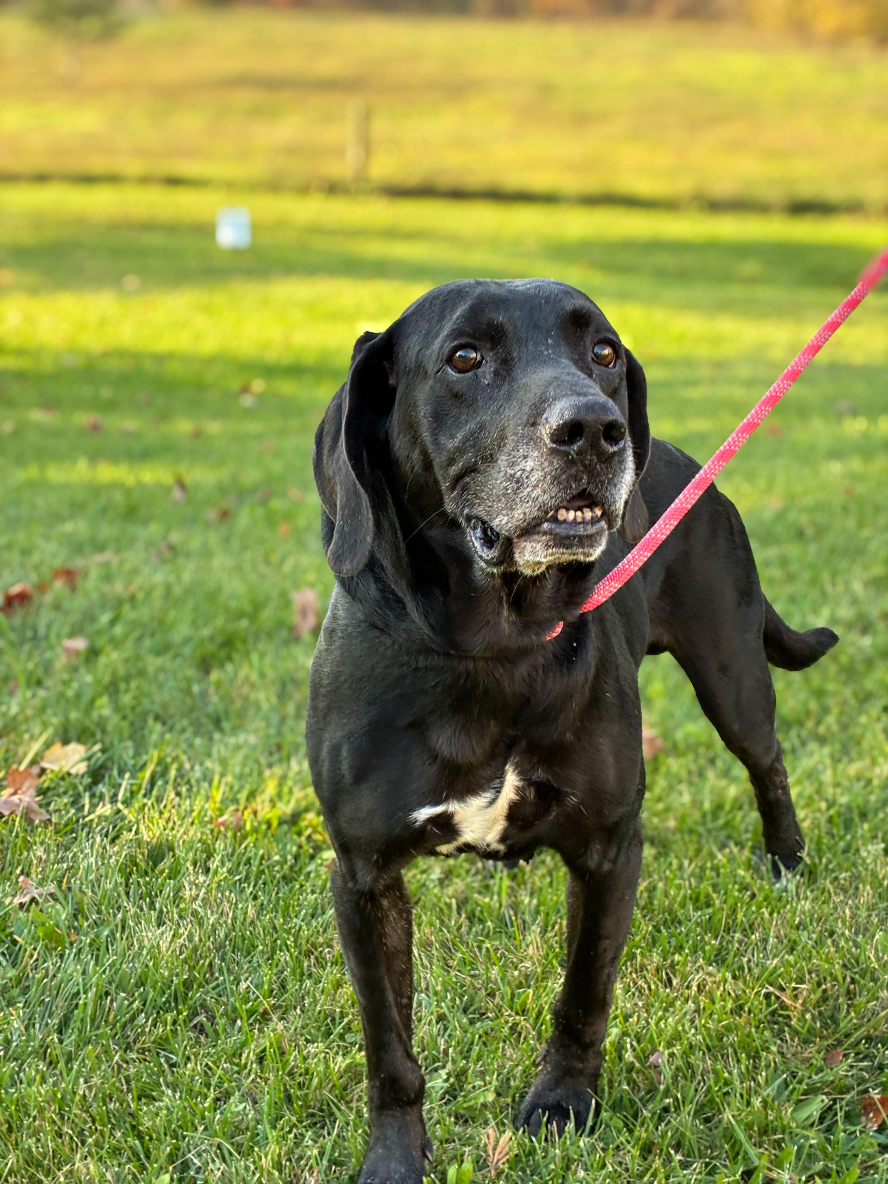 Cooper, Adoptable, Adult Male Mixed Breed.