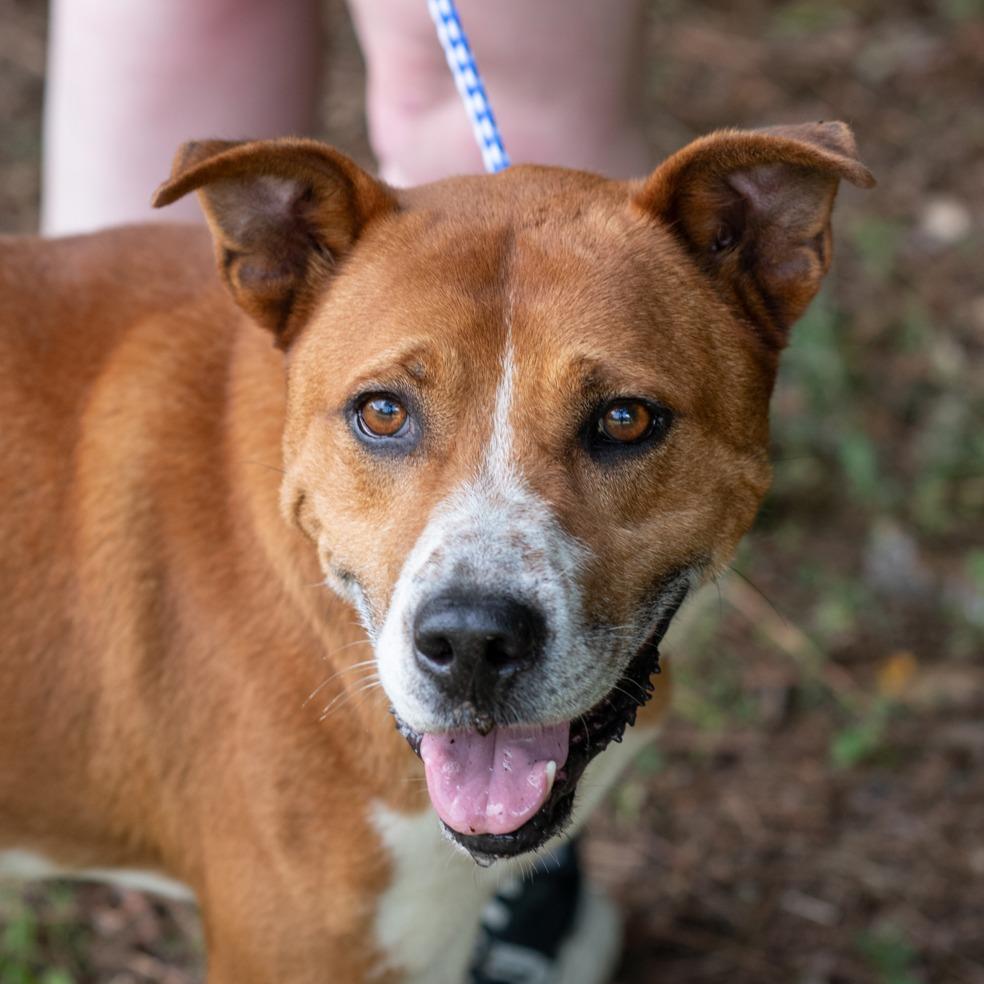 TOM-30009, Adoptable, Adult Male Pit Bull Terrier & Mixed Breed.