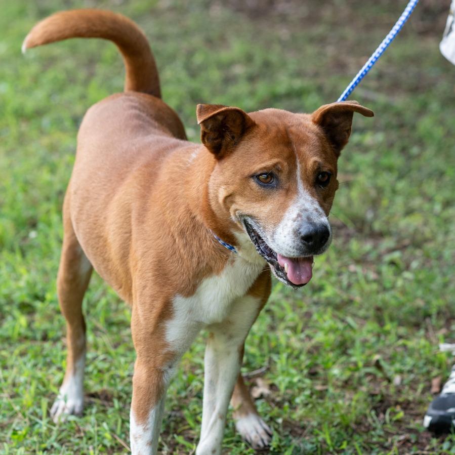 TOM-30009, a Adoptable mixed breed in Port Richey, FL image 2/3