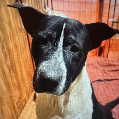 Enlarge Rodger, a Adoptable mixed breed in Enterprise, AL image 1/2