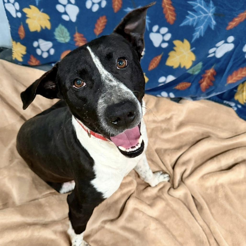 Enlarge Rodger, a Adoptable mixed breed in Enterprise, AL image 2/2