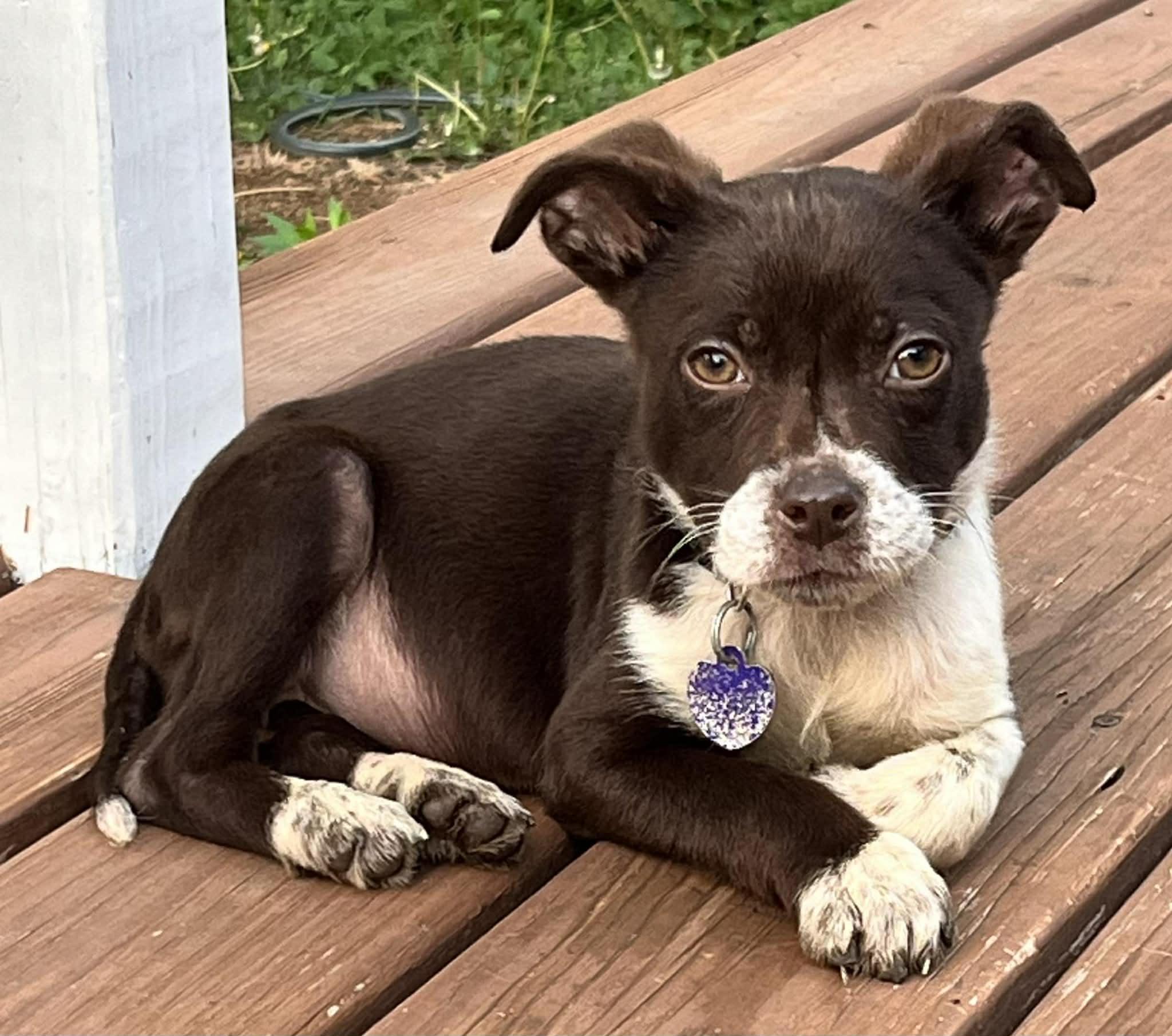 MOLLY, ADOPTABLE, Puppy Female English Pointer & Mixed Breed.
