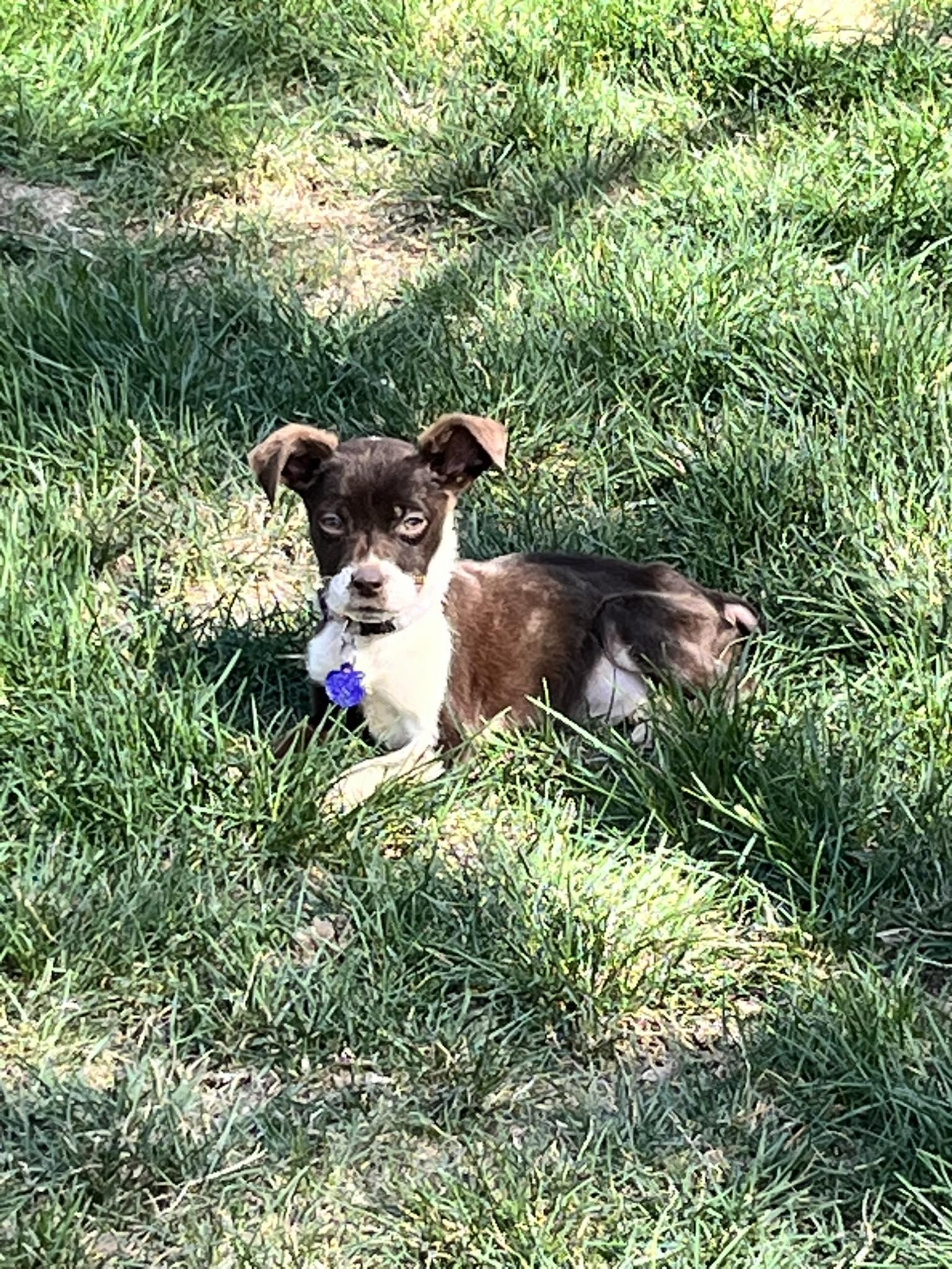 Enlarge MOLLY, a ADOPTABLE mixed breed in Lincoln, NE image 2/5