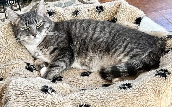 Sage, a Adoptable mixed breed in Oradell, NJ image 1/6