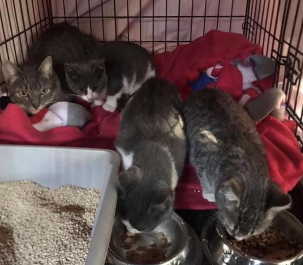 Sage, a Adoptable mixed breed in Oradell, NJ image 2/6