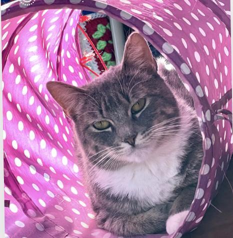 Sage, Adoptable, Young Female Domestic Short Hair.