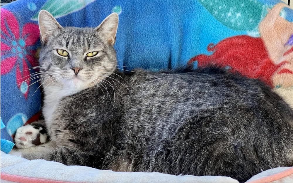 Sage, a Adoptable mixed breed in Oradell, NJ image 4/6