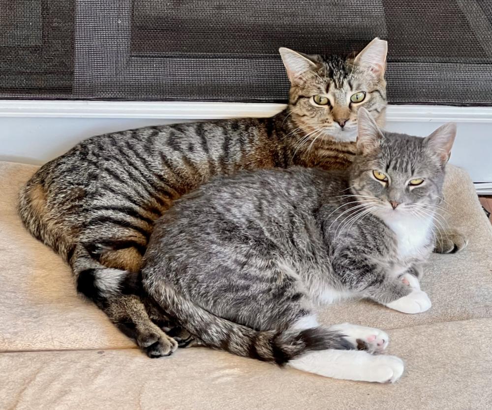 Sage, a Adoptable mixed breed in Oradell, NJ image 5/6