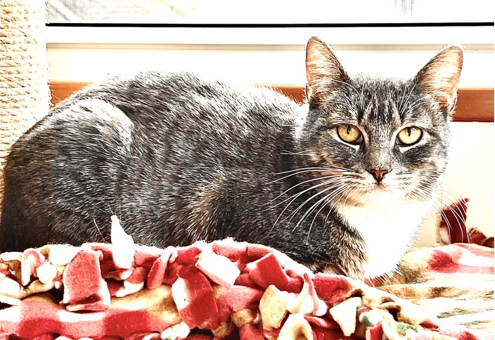 Sage, a Adoptable mixed breed in Oradell, NJ image 6/6