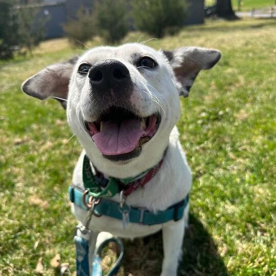 Rosie, Adoptable, Adult Female Labrador Retriever & Boxer.