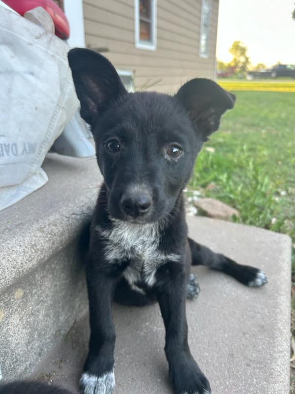 Jazzy, Young Female Schipperke