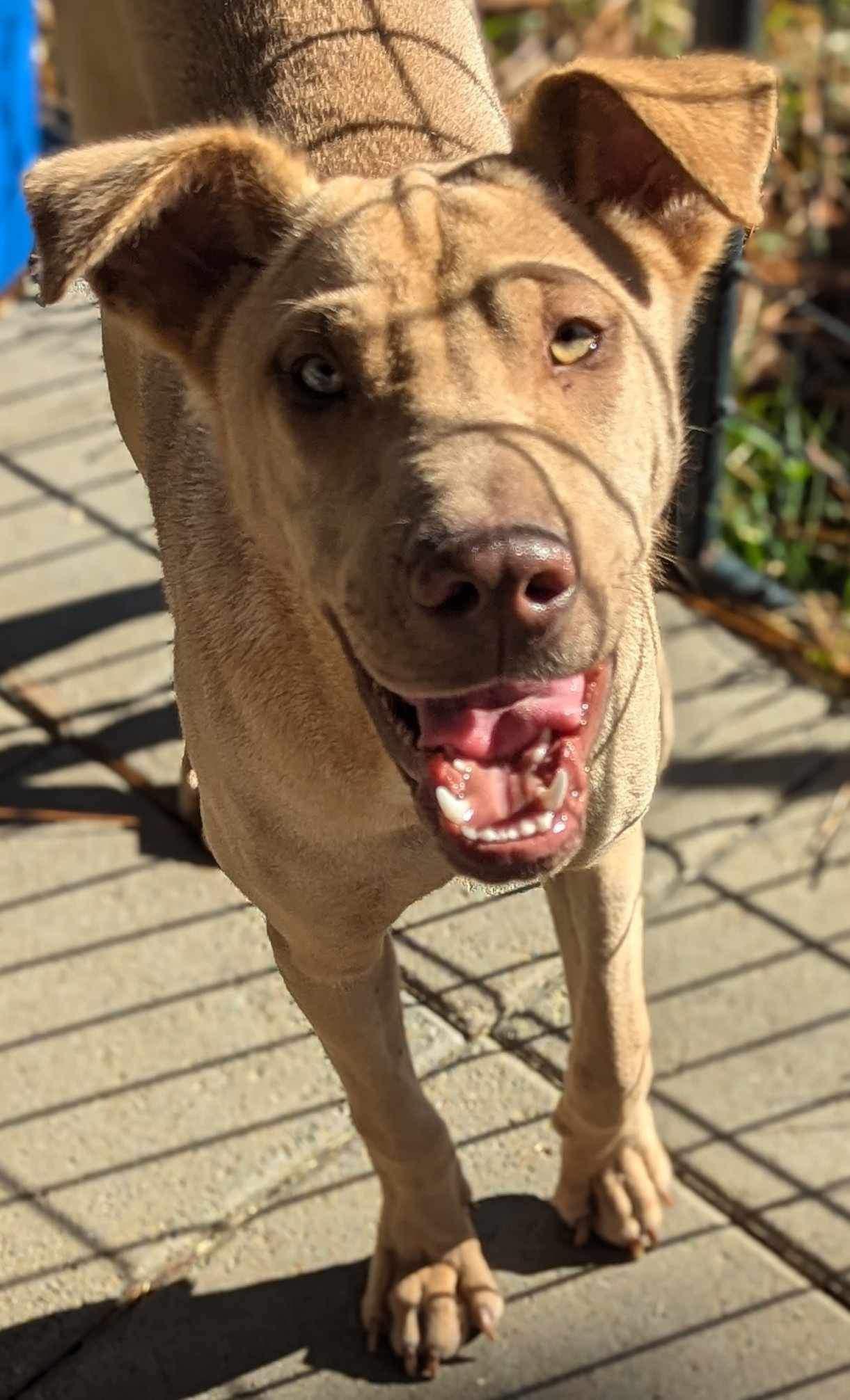 Enlarge Rosie Wrinkles, a Adoptable mixed breed in Cameron, NC image 1/5