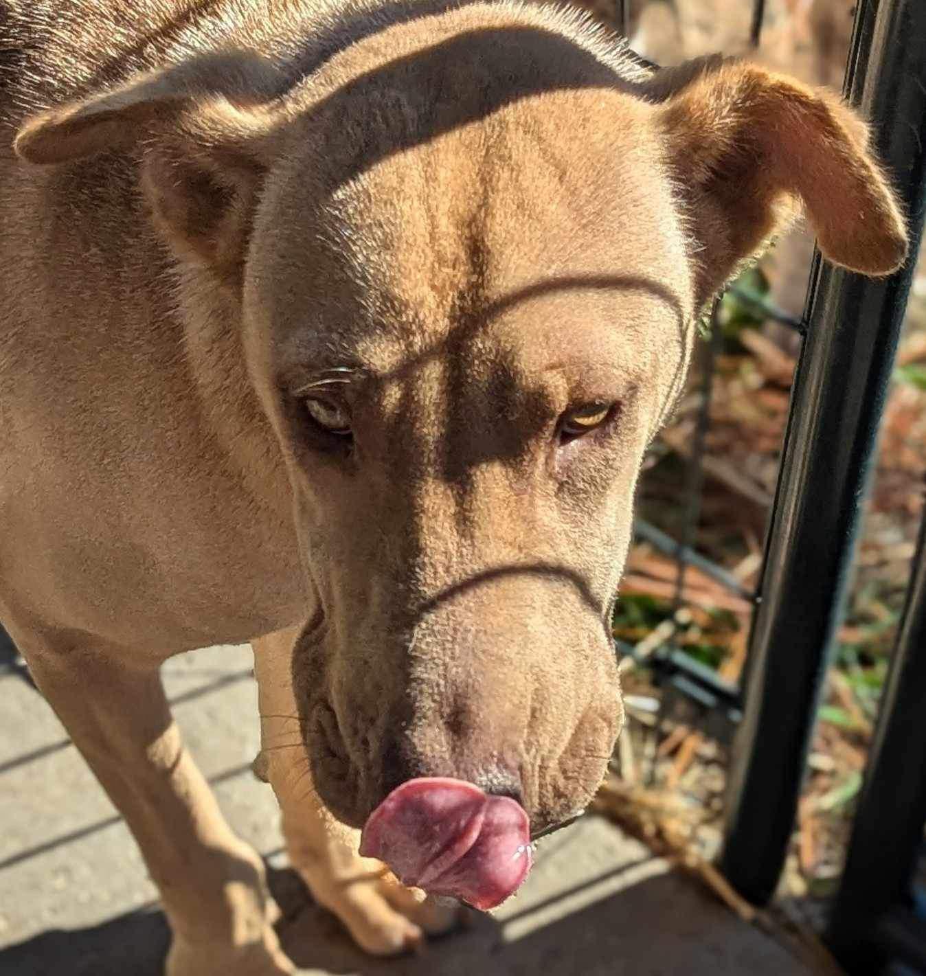 Rosie Wrinkles 4