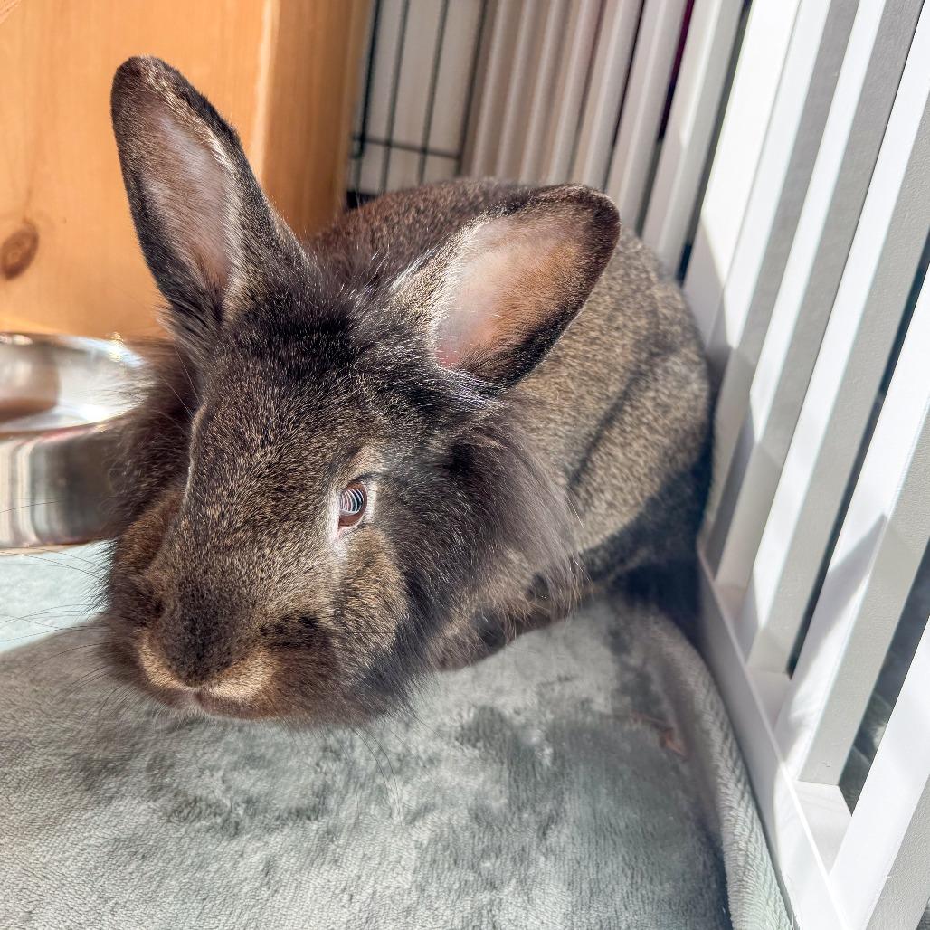 Ellie, a Adoptable Bunny Rabbit in Kennebunk, ME image 2/6