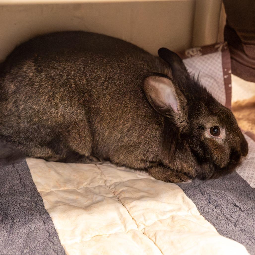 Enlarge Ellie, a Adoptable Bunny Rabbit in Kennebunk, ME image 1/2