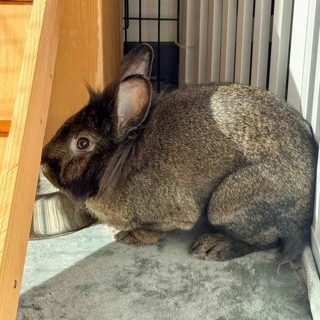 Ellie, a Adoptable Bunny Rabbit in Kennebunk, ME image 4/6