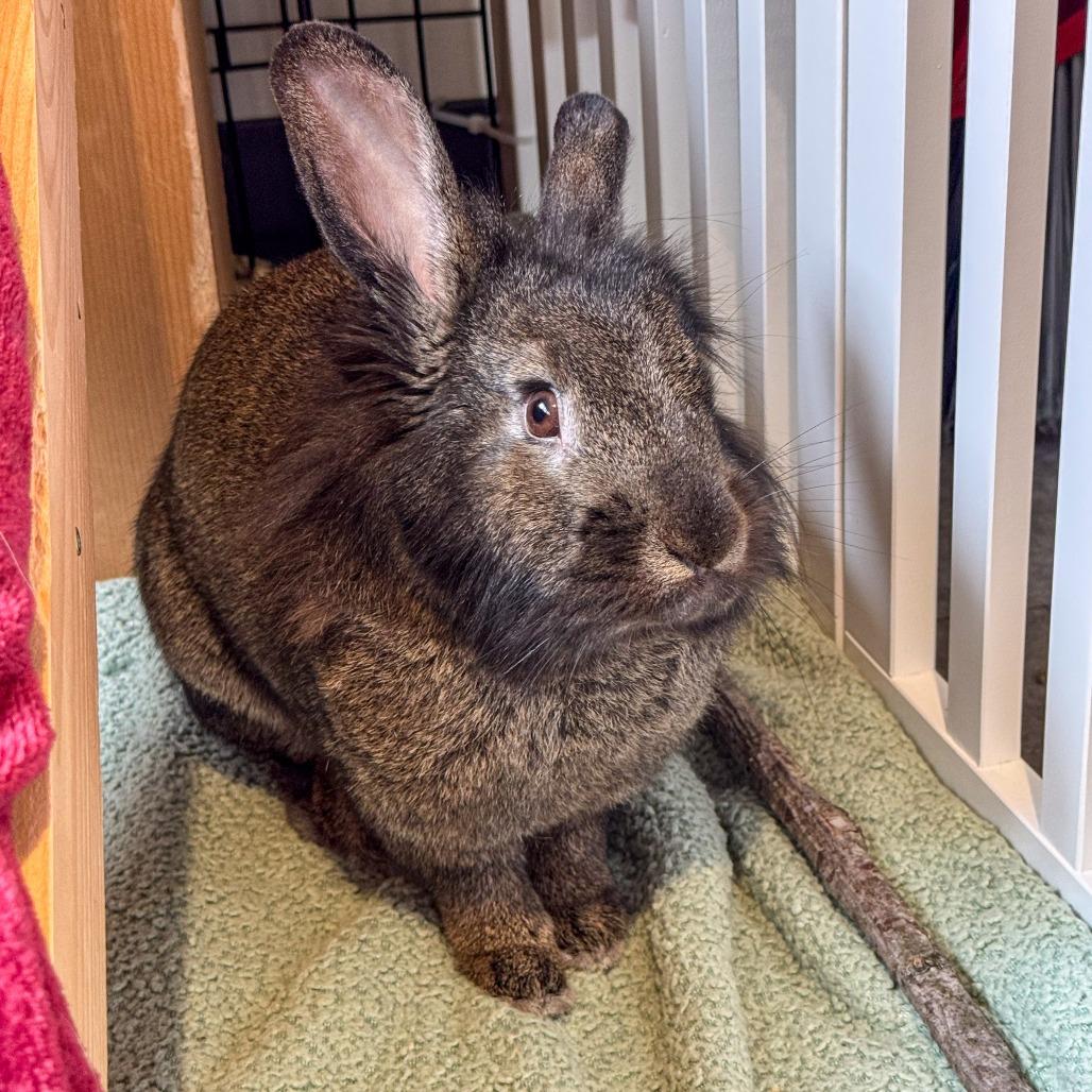 Ellie, a Adoptable Bunny Rabbit in Kennebunk, ME image 5/6