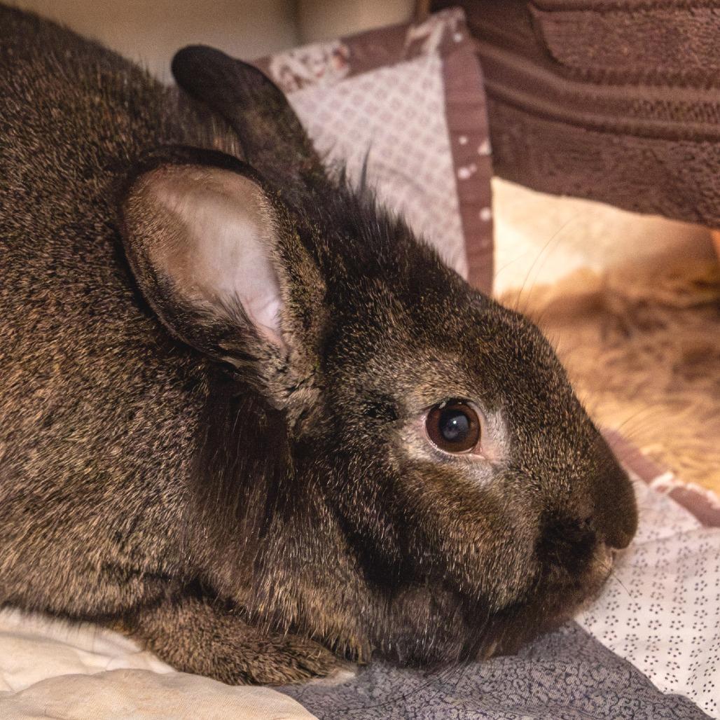 Enlarge Ellie, a Adoptable Bunny Rabbit in Kennebunk, ME image 2/2