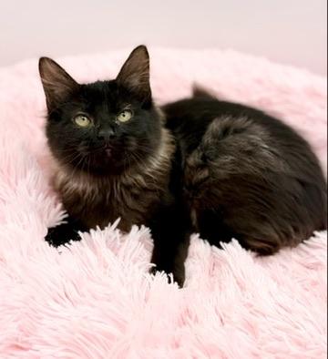 Quora, an adopted Maine Coon in Covington, LA image 1/6