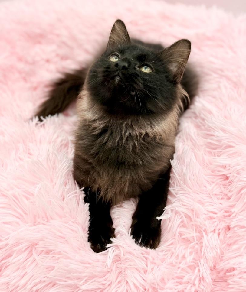 Quora, an adopted Maine Coon in Covington, LA image 2/6