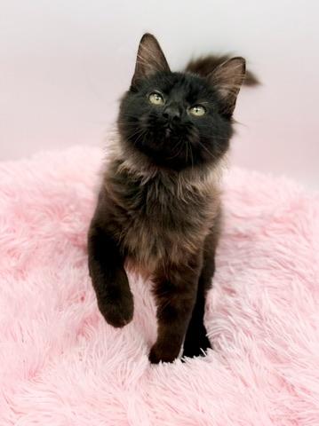 Quora, an adopted Maine Coon in Covington, LA image 3/6