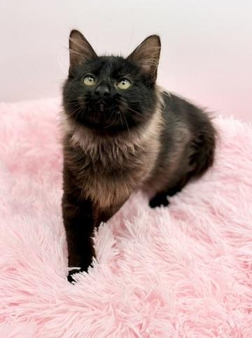 Quora, an adopted Maine Coon in Covington, LA image 4/6
