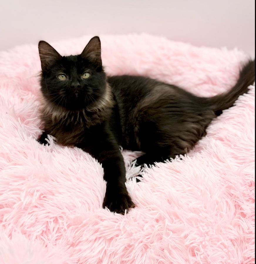 Quora, an adopted Maine Coon in Covington, LA image 5/6