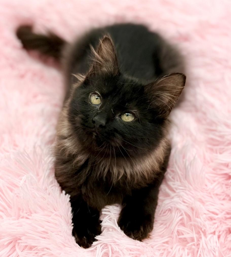 Quora, an adopted Maine Coon in Covington, LA image 6/6