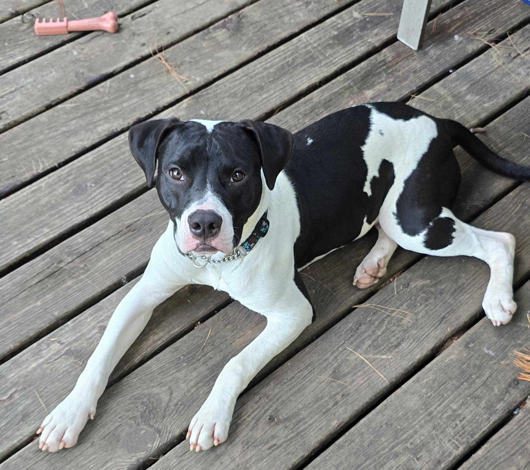 Big John, a Adoptable mixed breed in Grand Haven, MI image 1/5