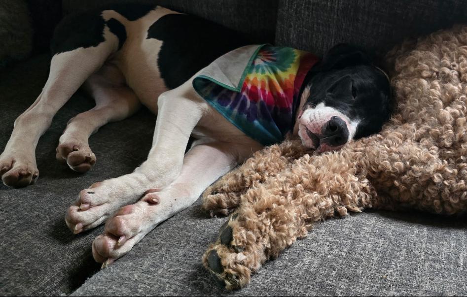 Big John, a Adoptable mixed breed in Grand Haven, MI image 2/5