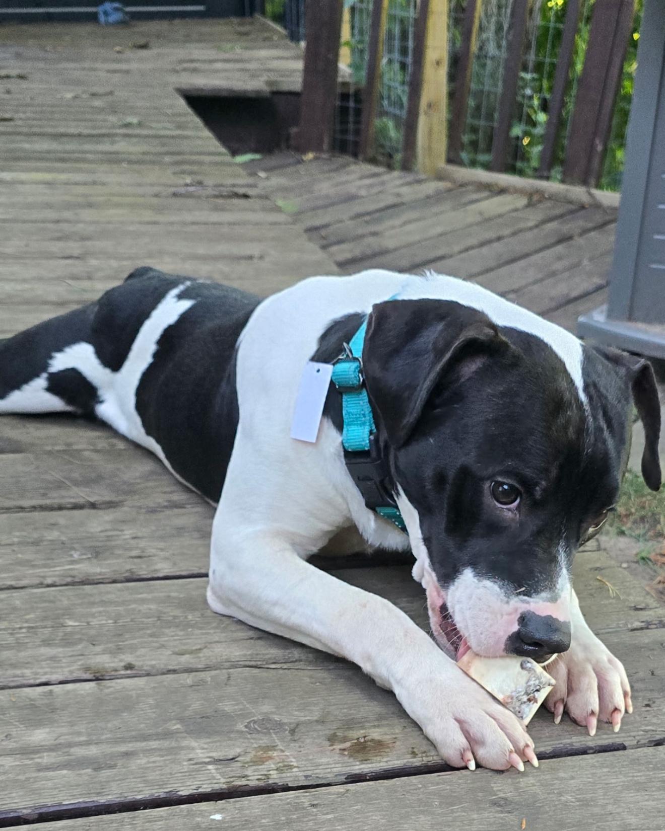 Big John, a Adoptable mixed breed in Grand Haven, MI image 3/5