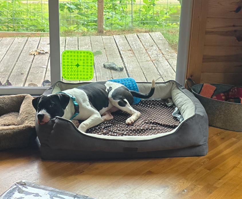 Big John, a Adoptable mixed breed in Grand Haven, MI image 4/5