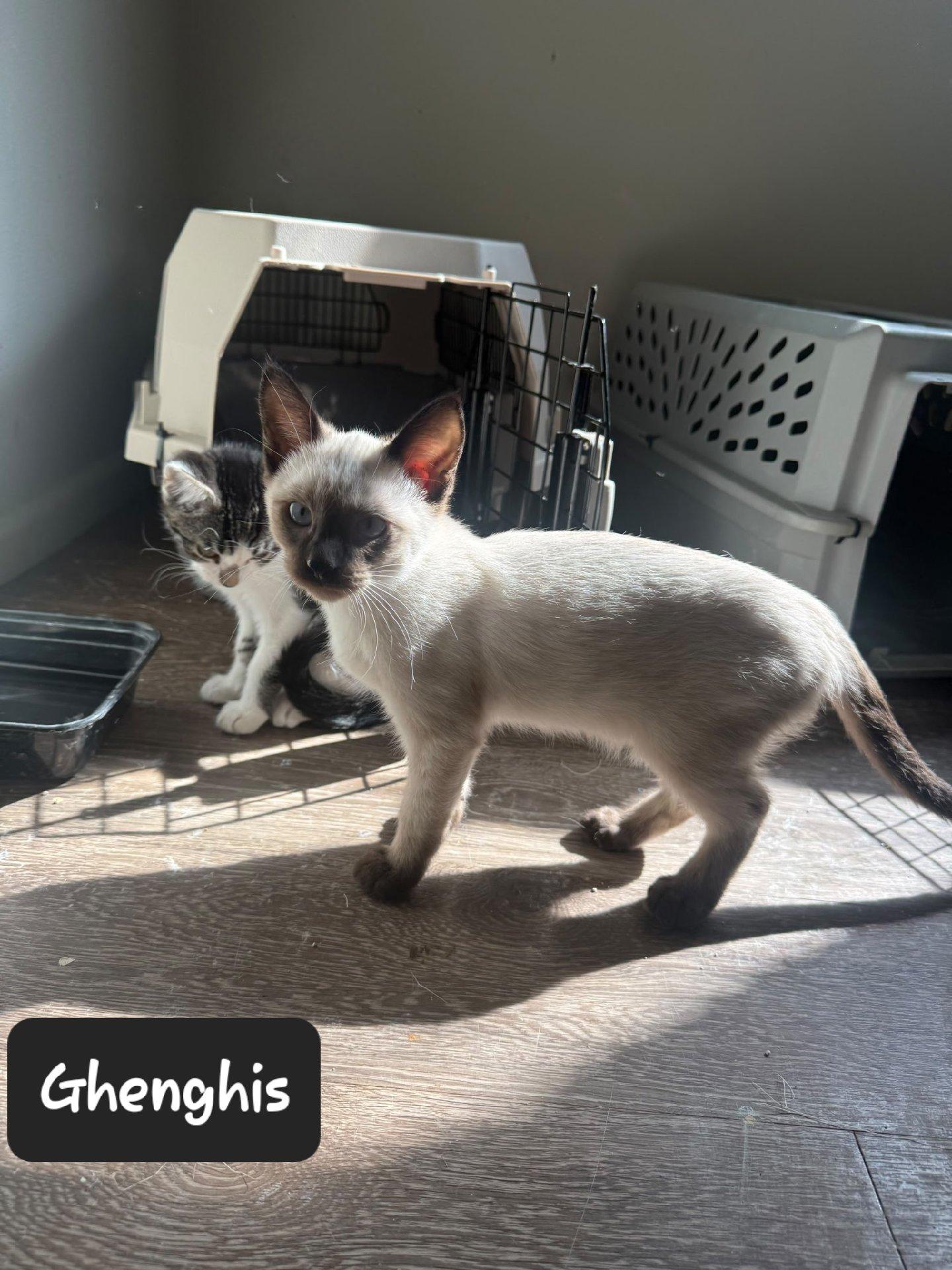 Ghenghis, Adoptable, Kitten Male Domestic Short Hair.