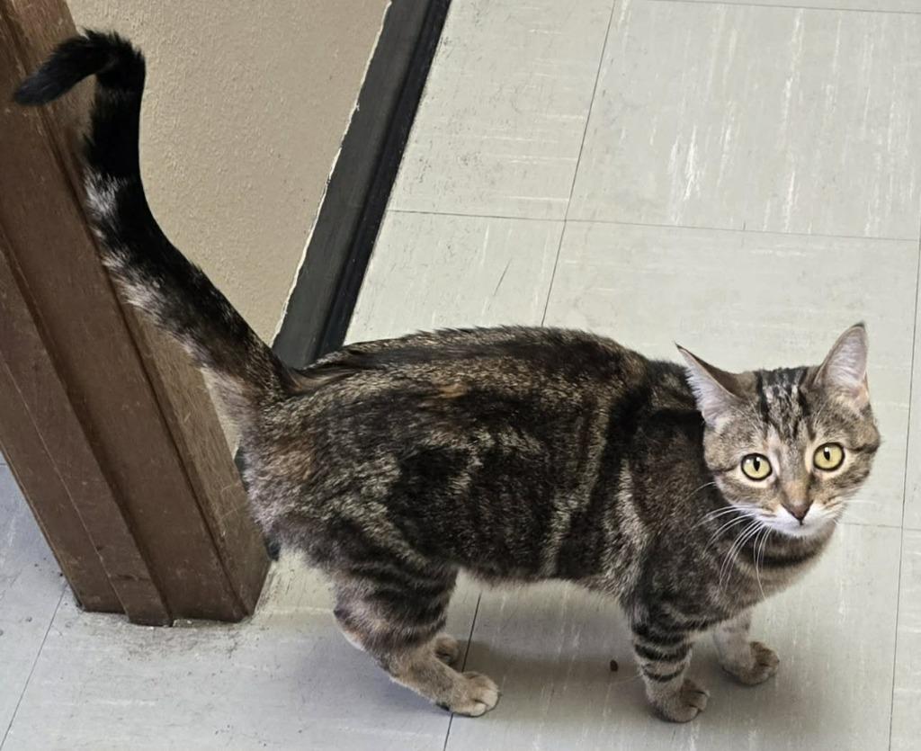 Jingle, a Adoptable mixed breed in Urbandale, IA image 2/2