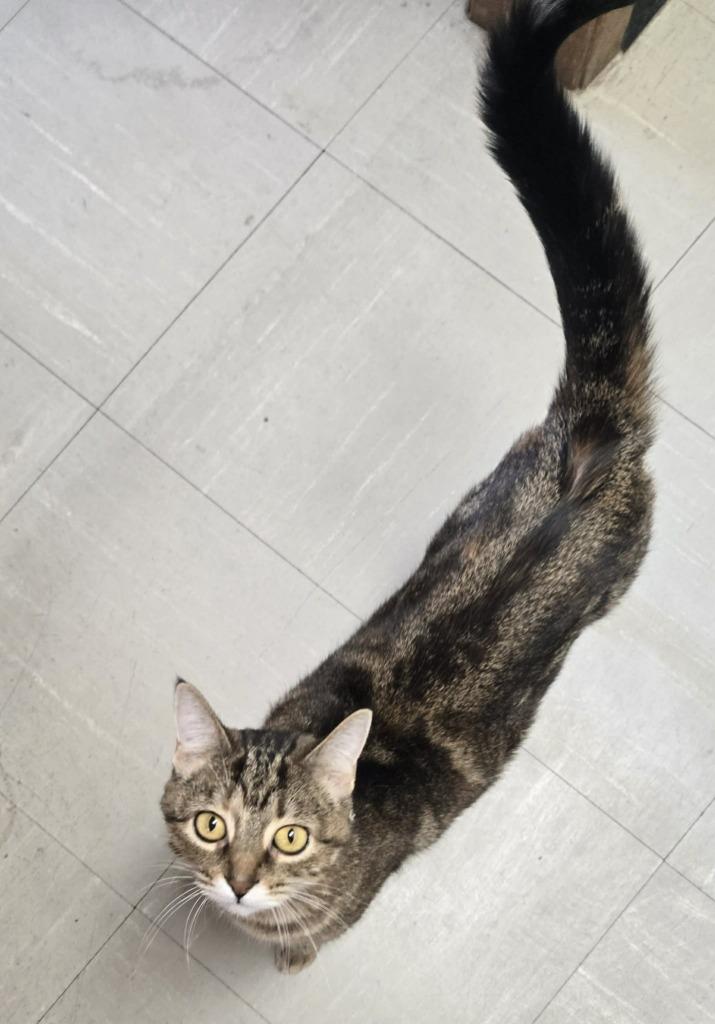 Enlarge Jingle, a Adoptable mixed breed in Urbandale, IA image 2/2