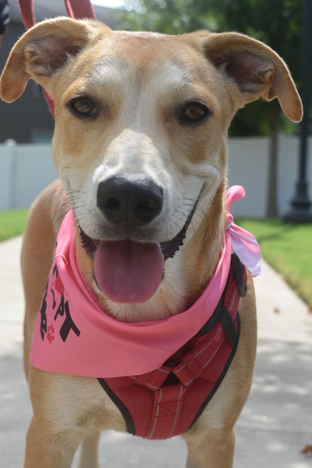 Peter, ADOPTABLE, Young Male Boxer & Labrador Retriever.
