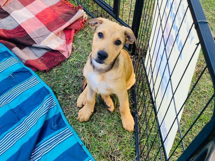 Dog for adoption - Ironman, a Mixed Breed in Comox, BC | Petfinder