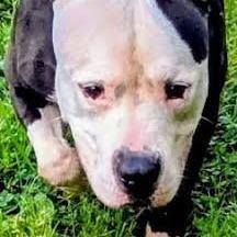 Enlarge Ellie, a Adoptable Mixed Breed in Jeffersonville, IN image 1/3