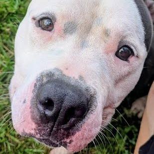 Enlarge Ellie, a Adoptable Mixed Breed in Jeffersonville, IN image 2/3