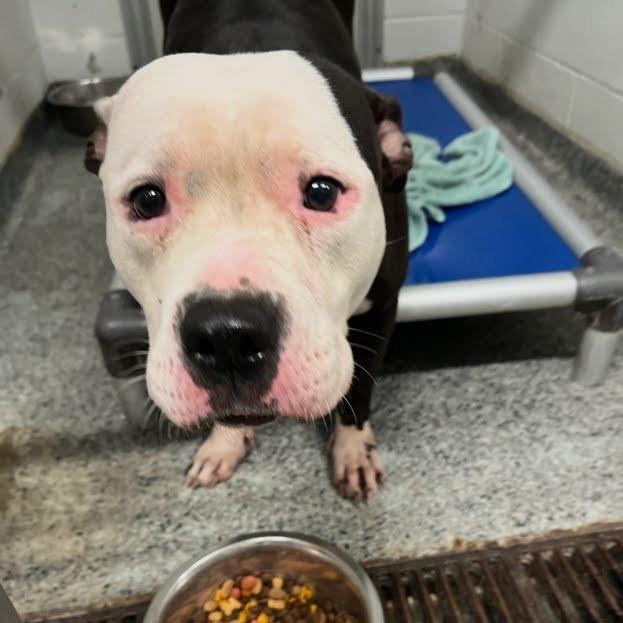 Enlarge Ellie, a Adoptable Mixed Breed in Jeffersonville, IN image 1/1
